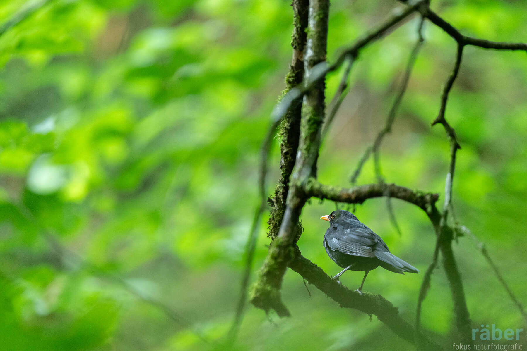 Vögel im Garten: Wenn die Natur singt und auflebt.