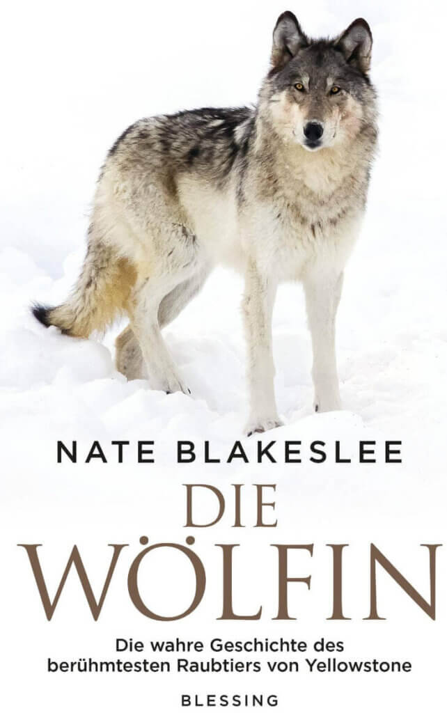 Sachbuch: Die Wölfin Die wahre Geschichte des berühmtesten Raubtiers von Yellowstone hier bestellen