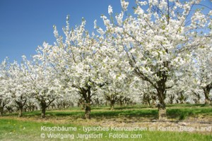 Blühende Kirschbäume sind ein typisches Kennzeichen im Kanton Basel Land
