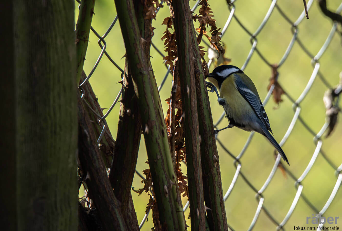 Ein natürlicher Gartensichtschutz zieht auch die heimische Vogelwelt an.