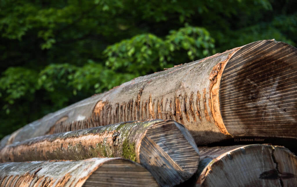 Holzo: Holzhaus bauen mit dem Rohstoff Holz