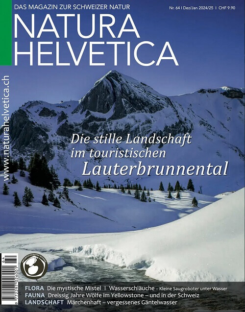 Natura Helvetica: «Dreissig Jahre Wölfe im Yellowstone - und in der Schweiz» von Peter A. Dettling.