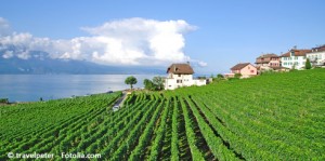 Weinanbau am Genfersee