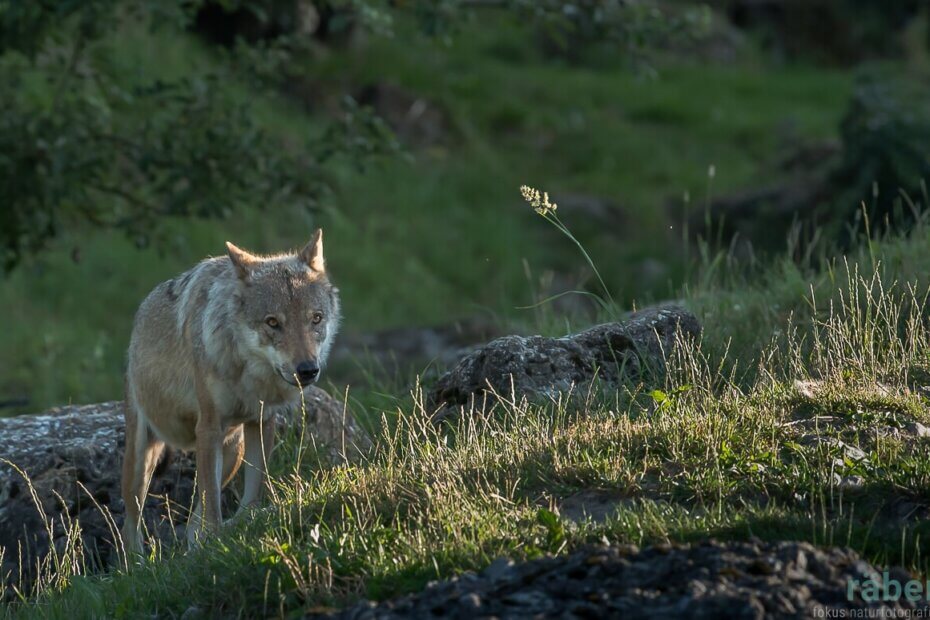 Spannungsfeld Mensch & Wolf: Welten treffen aufeinander!