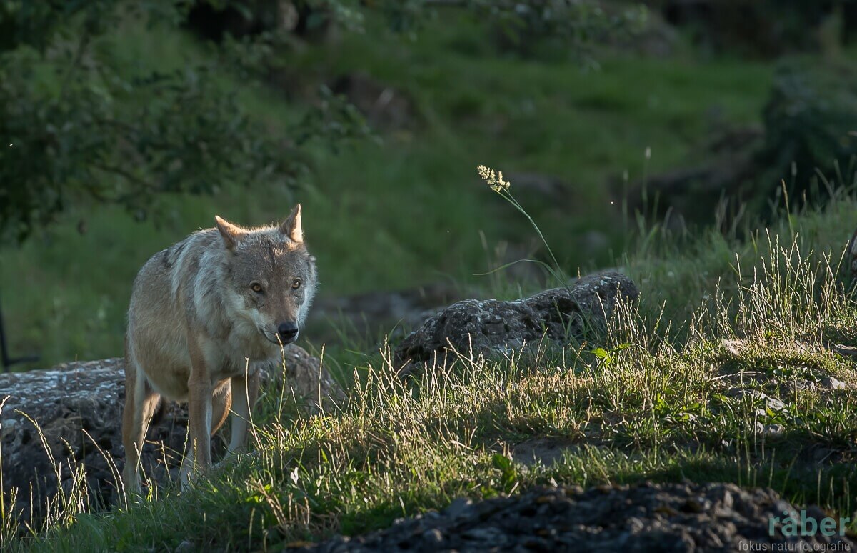 Spannungsfeld Mensch & Wolf: Welten treffen aufeinander!